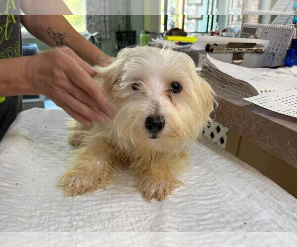 Medium Photo #1 Maltese Puppy For Sale in Benton, LA, USA