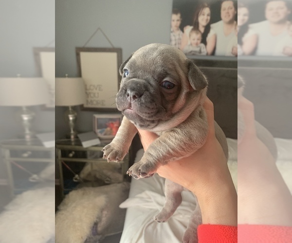 Medium Photo #6 French Bulldog Puppy For Sale in GLENDALE HEIGHTS, IL, USA