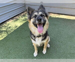 German Shepherd Dog Dogs for adoption in Ojai, CA, USA