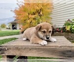 Small #1 Jack Russell Terrier-Shiba Inu Mix