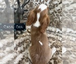 Small #9 Cavalier King Charles Spaniel