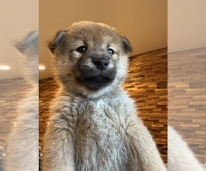 Shiba Inu Puppy for sale in SAN FRANCISCO, CA, USA