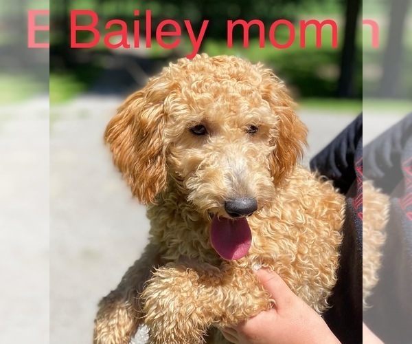 Medium Photo #1 Cavapoo Puppy For Sale in WAUSEON, OH, USA