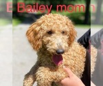 Small Photo #1 Cavapoo Puppy For Sale in WAUSEON, OH, USA