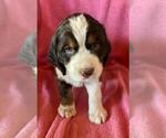 Puppy Gray Collar English Springer Spaniel