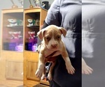 Small Photo #2 American Bully Puppy For Sale in WEST YORK, PA, USA