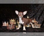 Small Photo #30 Chihuahua Puppy For Sale in CHARLESTON, AR, USA