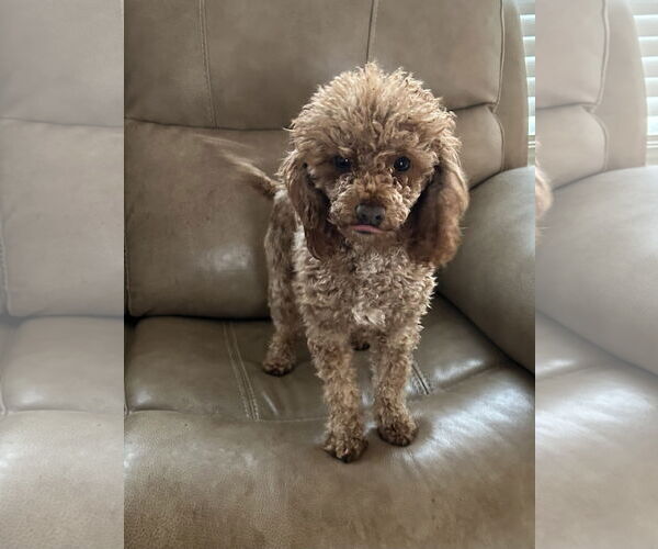 Medium Photo #4 Poodle (Miniature) Puppy For Sale in Pacolet, SC, USA