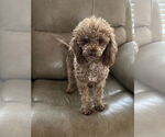 Small #3 Poodle (Miniature)
