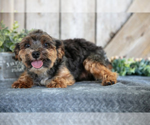 Father of the Yorkshire Terrier puppies born on 06/16/2025