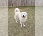 Small #18 Chow Chow-Great Pyrenees Mix