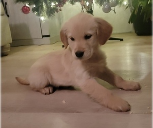 Golden Retriever Puppy for Sale in SPARTA, Tennessee USA