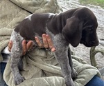 Puppy 3 Pumpkin German Shorthaired Pointer-German Wirehaired Pointer Mix
