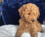 Small #8 Goldendoodle (Miniature)