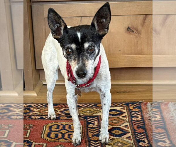 Medium Photo #4 Rat Terrier Puppy For Sale in Atlanta, GA, USA
