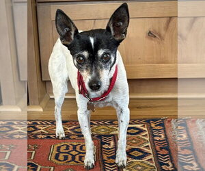Sybil (OR) - Female Rat Terrier Dog for Adoption - Photo #4