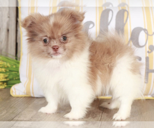 Pominese Puppy for sale in MOUNT VERNON, OH, USA