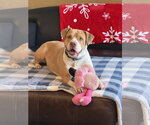 Fauna - Female American Pit Bull Terrier-American Staffordshire Terrier Mix Dog for Adoption - Small photo