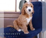 Small #3 Goldendoodle