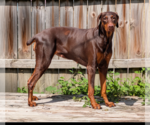 Brandy - Female Doberman Pinscher Dog for Adoption - Small photo