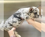 Small Photo #6 French Bulldog Puppy For Sale in WASHINGTON, DC, USA