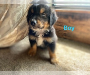 Australian Shepherd Puppy for sale in DRUMMONDS, TN, USA