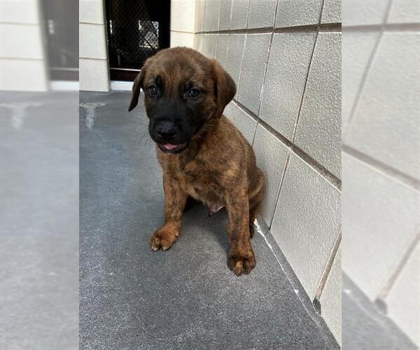Medium Photo #1 Holland Shepherd Puppy For Sale in Corpus Christi, TX, USA