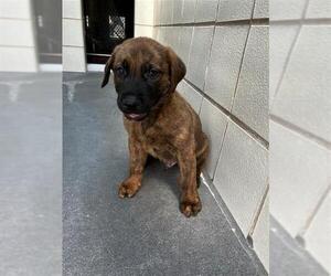 Holland Shepherd Dogs for adoption in Corpus Christi, TX, USA