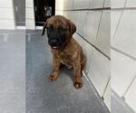 CHURRO - Male Holland Shepherd Dog for Adoption - Small photo