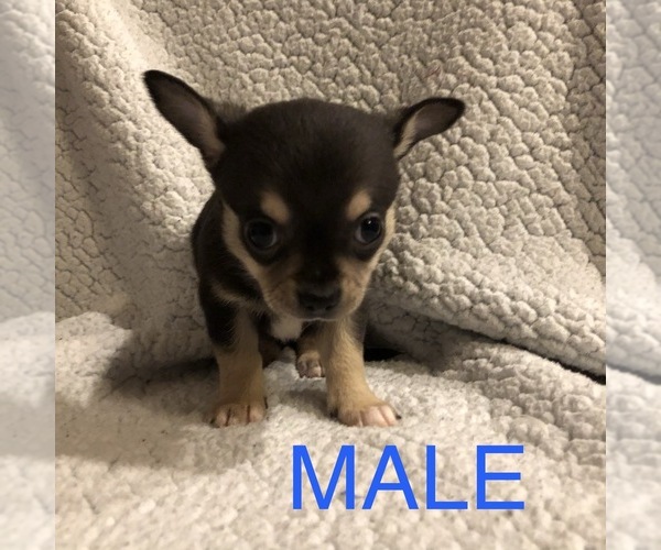 Medium Photo #8 Chihuahua Puppy For Sale in BLUE SPRINGS, MO, USA