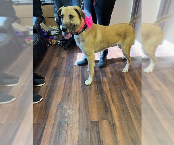 Medium Photo #1 Mutt Puppy For Sale in Mt. Laurel, NJ, USA