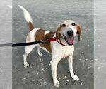 Small #1 Mutt