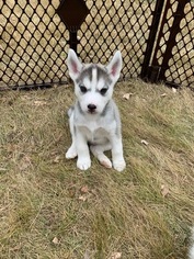 Siberian Husky Puppy for sale in FORT COLLINS, CO, USA