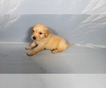 Small #5 Golden Retriever