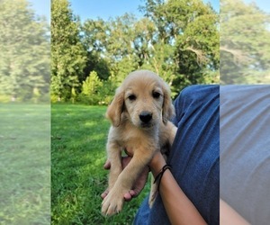 Goldendoodle Puppy for sale in TROY, MO, USA
