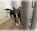 Small Australian Kelpie Mix