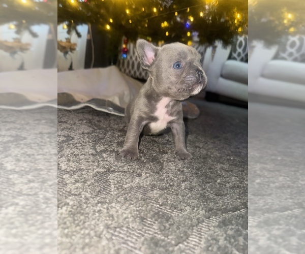 Medium Photo #1 French Bulldog Puppy For Sale in WEST HEMPSTEAD, NY, USA