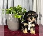 Small Photo #1 Cavanese Puppy For Sale in GREENWOOD, IN, USA