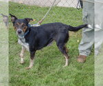 Small #1 Australian Shepherd Mix