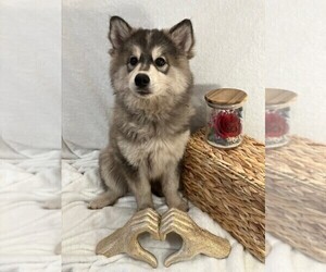 Pomsky Puppy for Sale in JACKSONVILLE, Florida USA