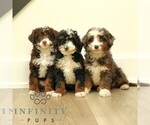 Small #1 Bernedoodle (Miniature)