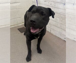 Mutt Dogs for adoption in San Bernardino, CA, USA