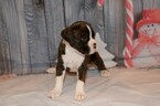 Small Photo #9 Boxer Puppy For Sale in CHILHOWEE, MO, USA