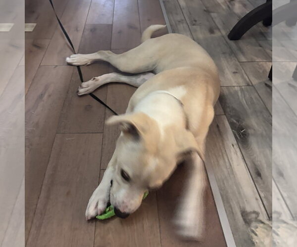 Medium Photo #2 Labrador Retriever-Unknown Mix Puppy For Sale in Yardley, PA, USA