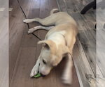 Small #1 Labrador Retriever Mix