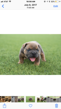 Medium Photo #1 English Bulldog Puppy For Sale in OKLAHOMA CITY, OK, USA