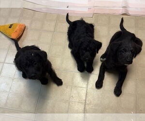 Labradoodle Dogs for adoption in Fenton, MO, USA