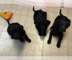 Small Labradoodle