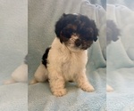 Small Cavapoo (Miniature)