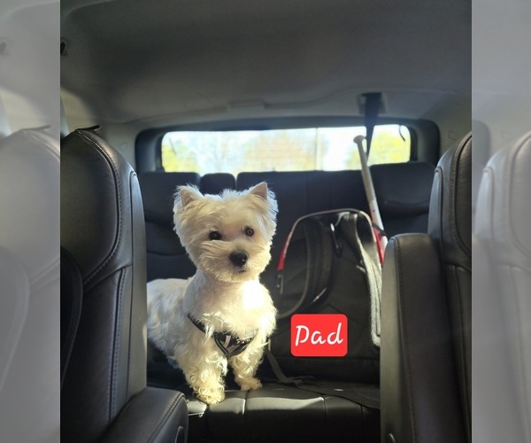 Medium Photo #1 West Highland White Terrier Puppy For Sale in TALLASSEE, AL, USA